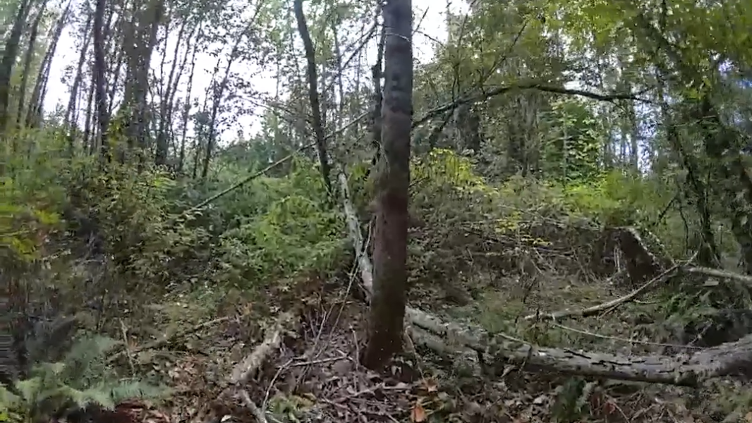Remains found in Frederickson forest identified as suspected homicide victim