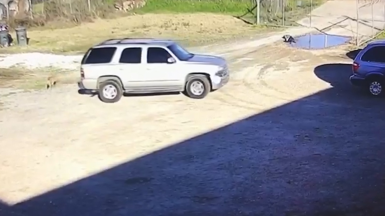 Dog abandoned outside Mississippi shelter chases after owner as she drives away, video shows