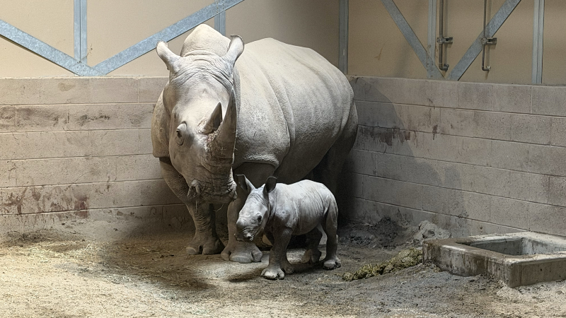 First look at baby rhino at Fresno Chaffee Zoo