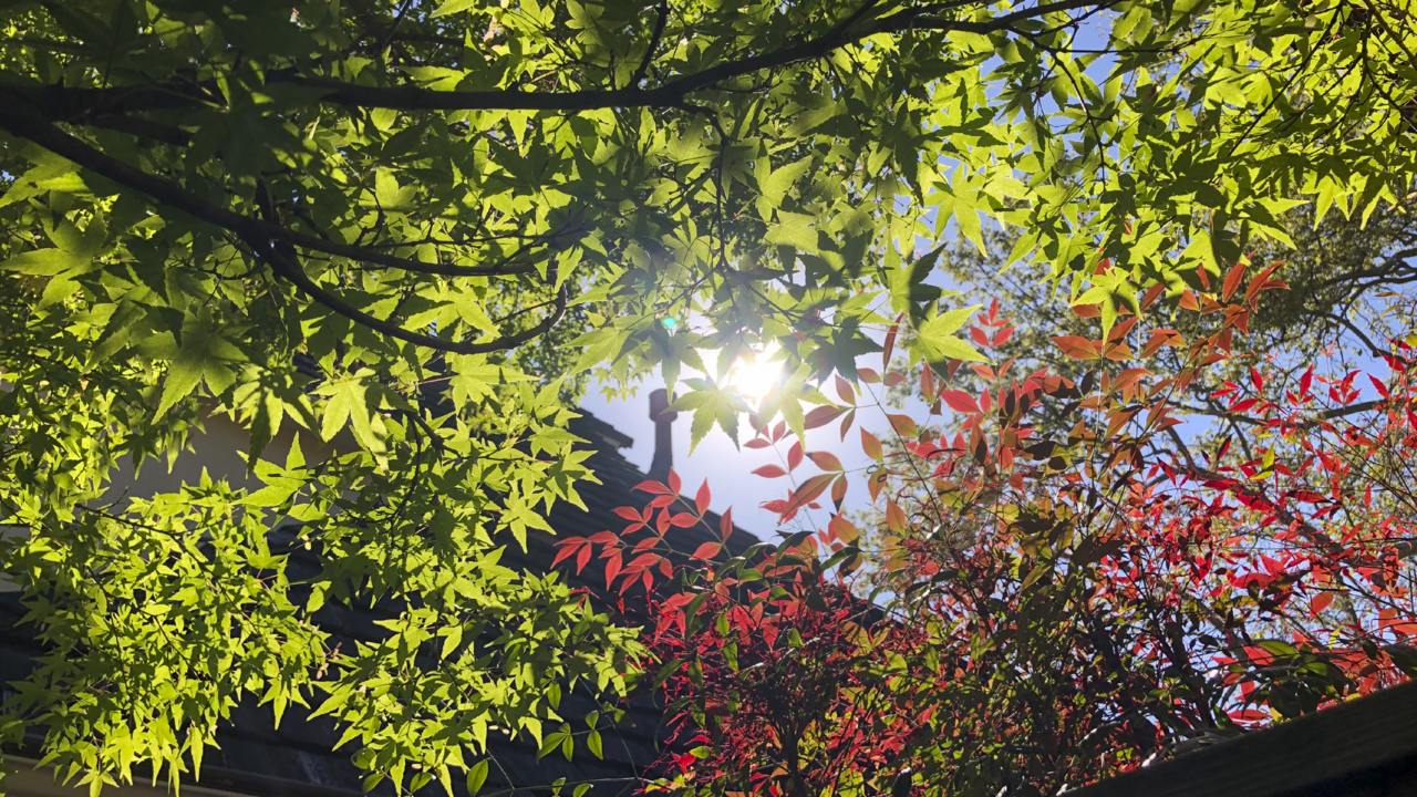 ‘Keep Ya Head Up’: Artist’s Tupac chalk art becomes coronavirus relief effort