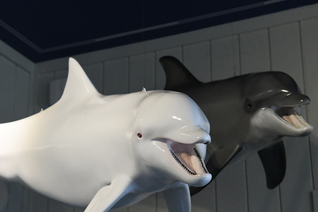 How Miami’s Seaquarium discovered Snowball, Beaufort’s albino dolphin