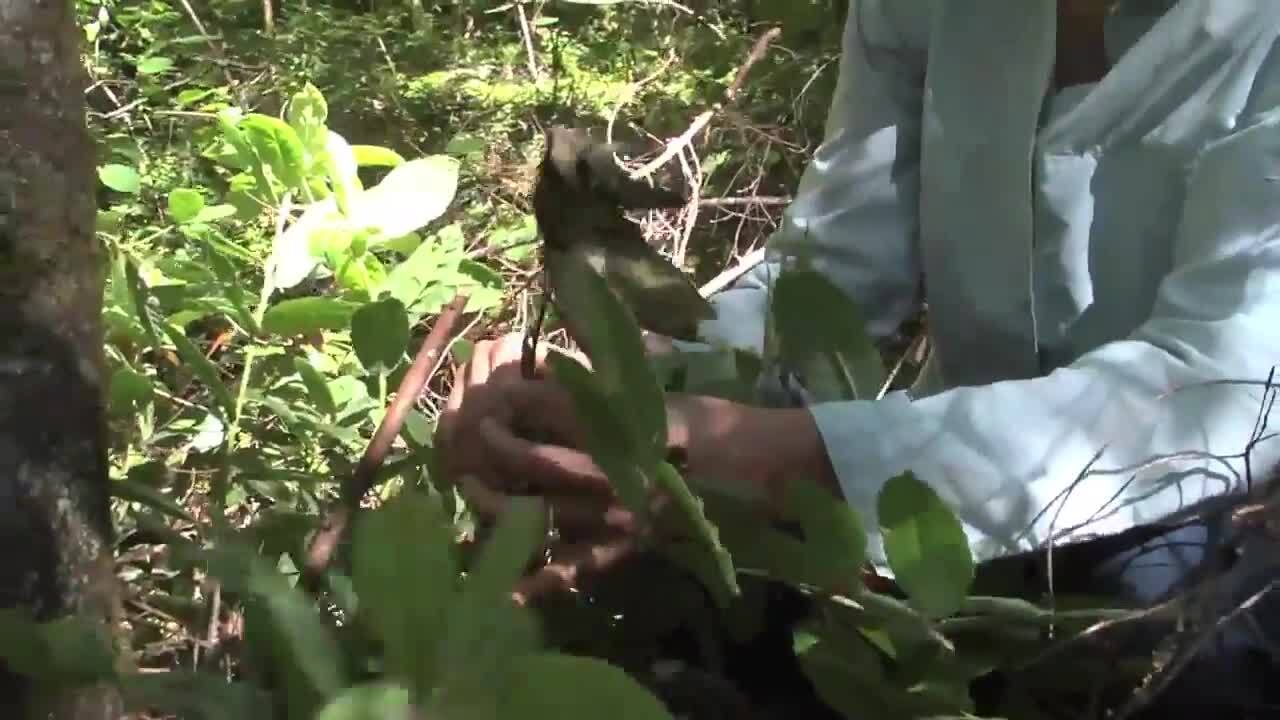Sudden Oak Death
