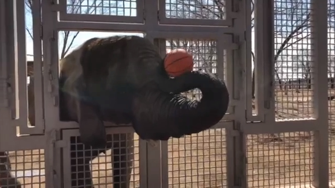 Sedgwick County Zoo animals fill out their brackets
