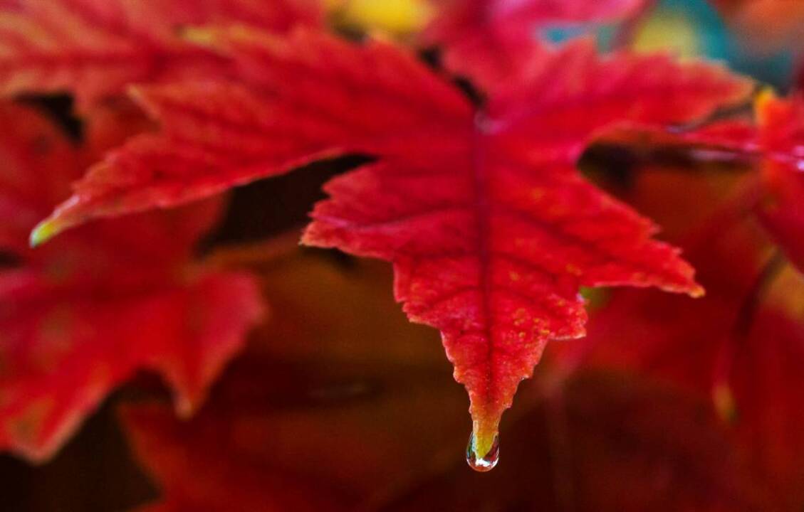 Hate raking leaves? This video is for you