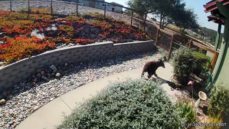 Bear sightings in Pismo Beach and Arroyo Grande