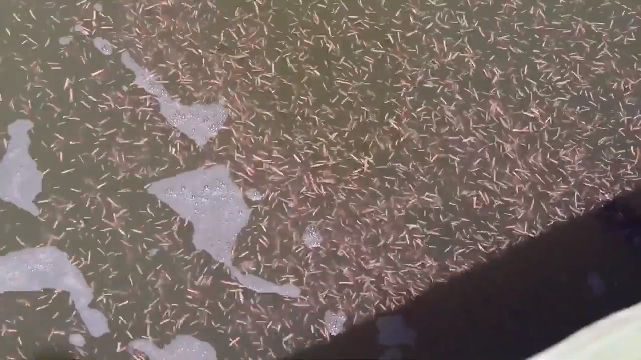 Sea worms with hooked jaws seen in South Carolina Harbor