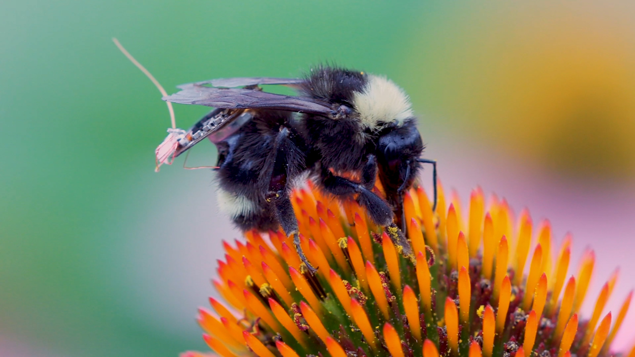 Backpack-wearing bees could aid future farmers