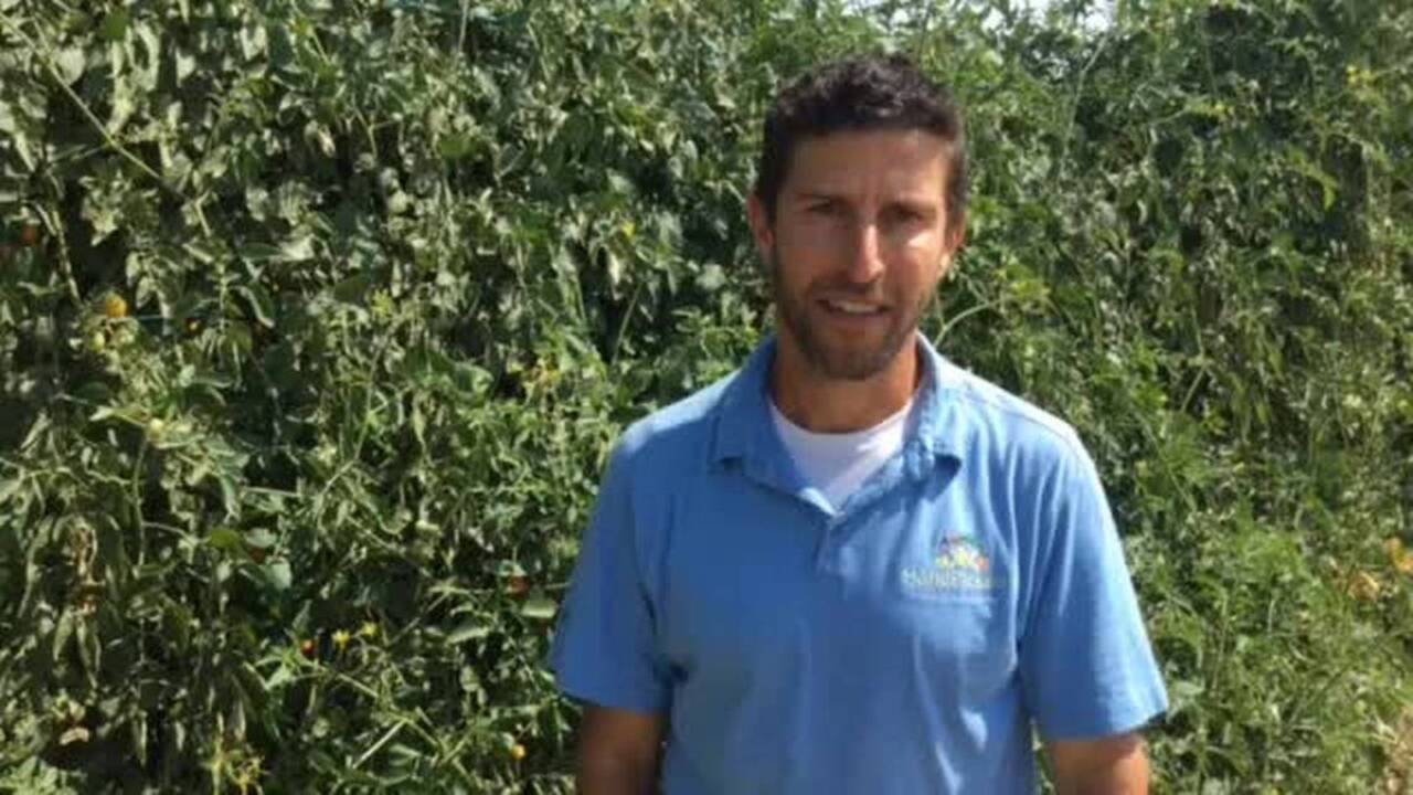 A tomato called Chocolate Sprinkles? It’s just one of the new breeds that’ll make you say ‘Wow’