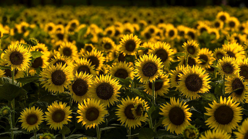 See Raleigh’s Dix Park sunflowers at peak bloom
