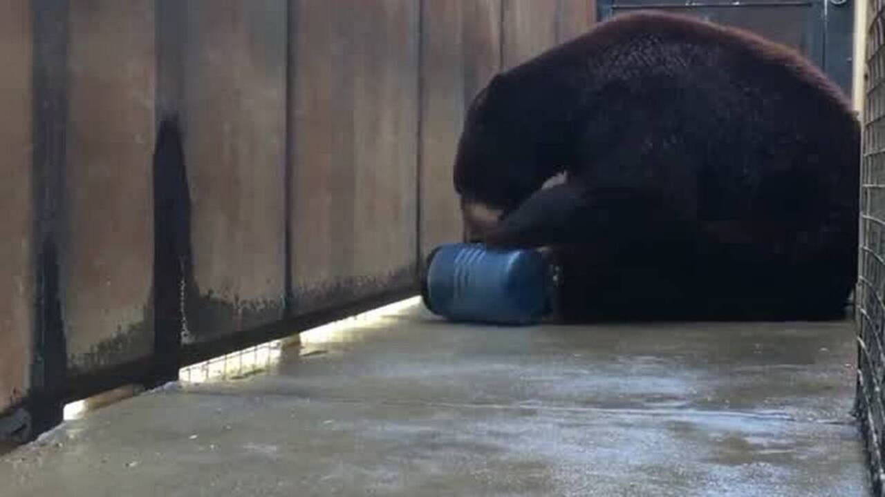 This Folsom City Zoo Sanctuary bear puts food container to the test