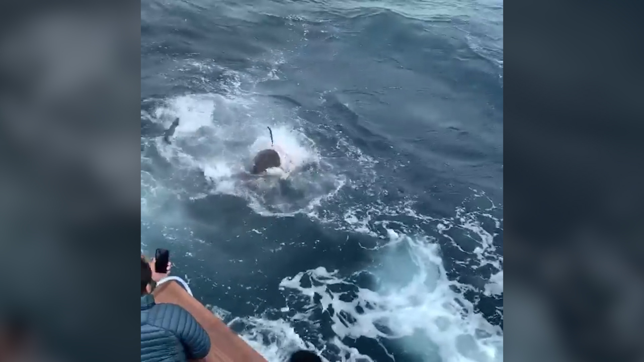 They were fishing for sailfish. Then the bull sharks arrived