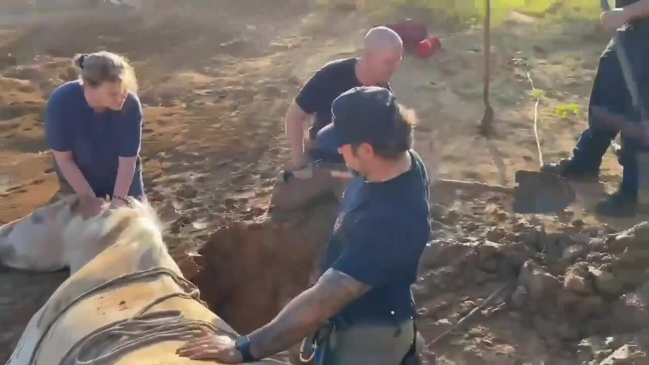 Denton County TX firefighters rescue horse stuck in mud (Video) | Fort ...