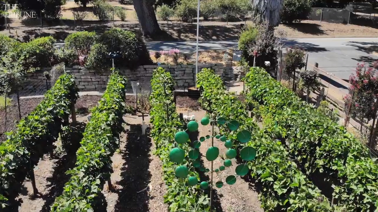 From fruit trees to grapevines, these Atascadero homeowners make the most of their yard