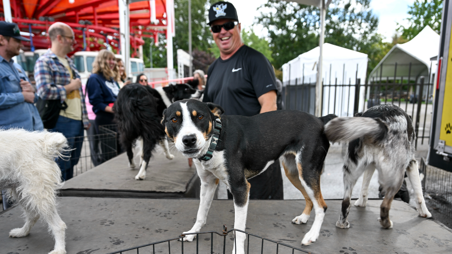 New at the Washington State Fair: K9 Kings Flying Dog Show performing daily