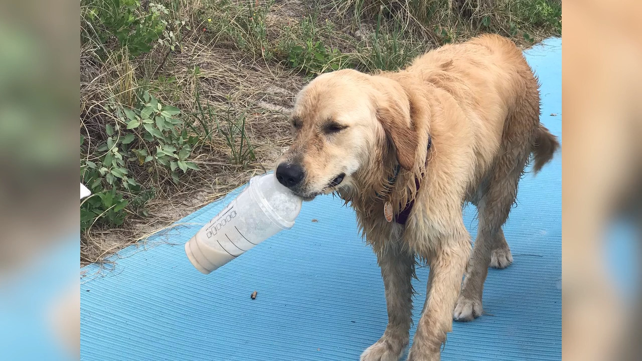 Questions some dog owners might want to ask before going to Hilton Head beaches | Opinion