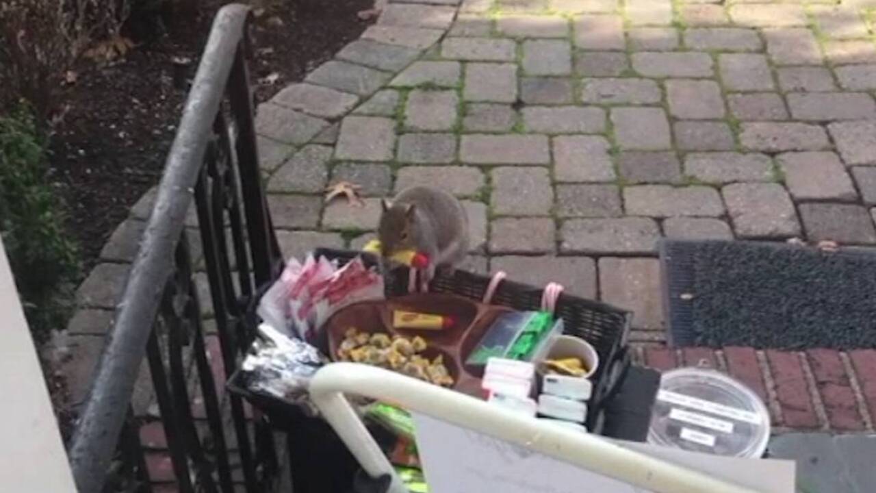 The treats were meant for delivery workers, but this thieving squirrel didn’t care