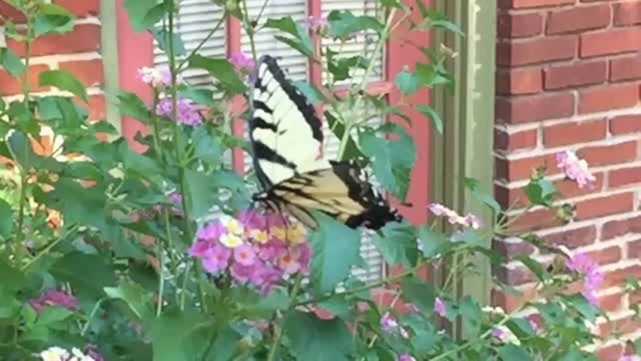 Huge monarch butterfly floats through air