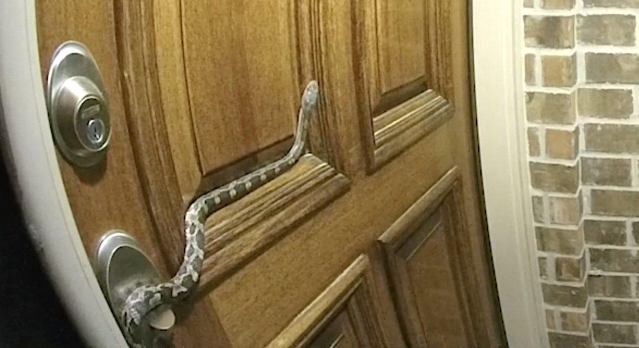 Alarm alerts woman to snake on her front door