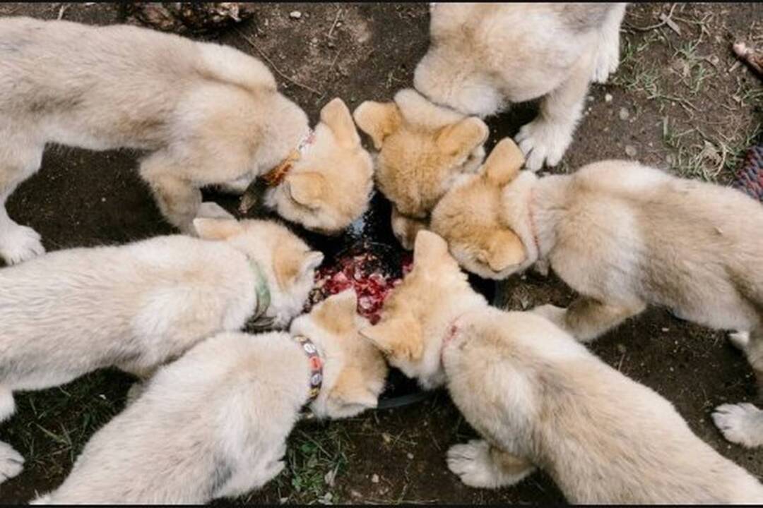How did wolves become dogs?