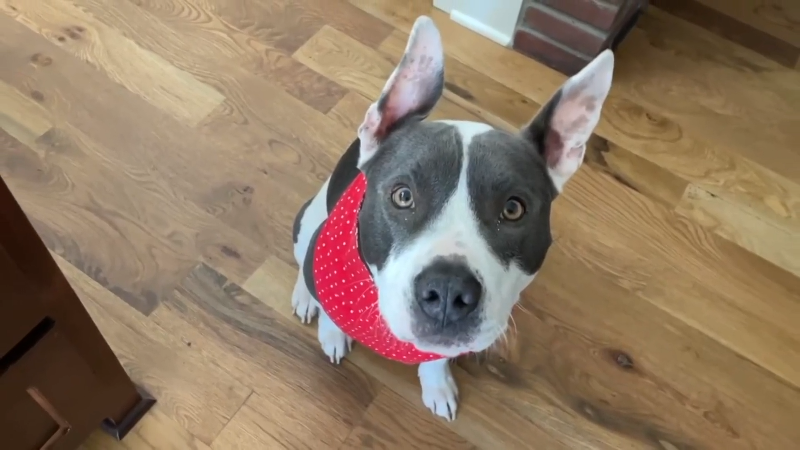 Meet Tom, who needs a home and family to love