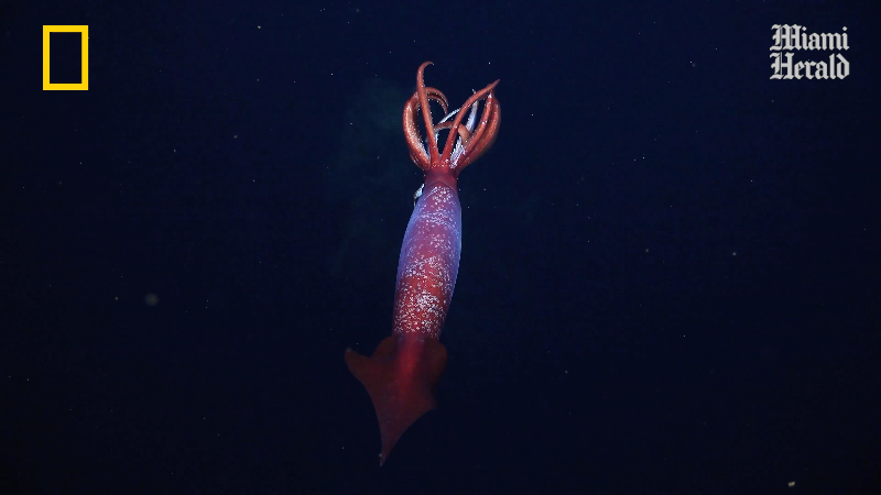 Elusive ocean creature filmed alive for the very first time off Antarctica