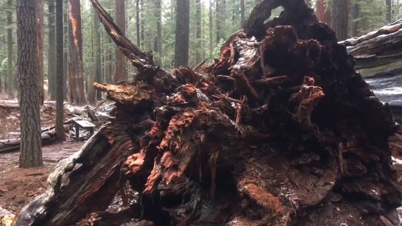 Giant sequoia famous for 'drive-thru' hole in trunk topples in California storm