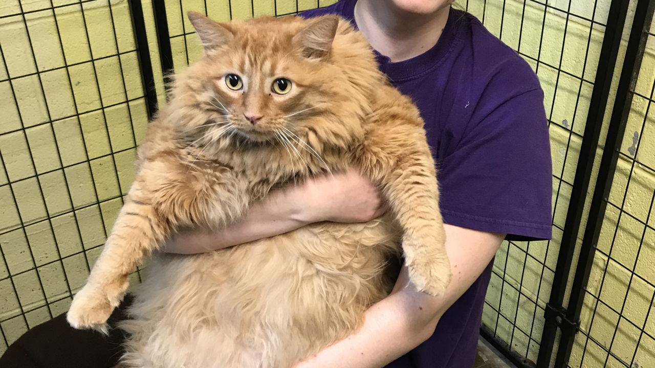 Bazooka, a 35-pound majestic chonk of a cat, finds a new home through Wake SPCA