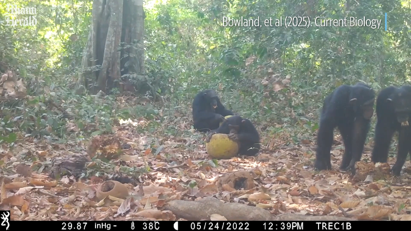 Trail cameras capture wild chimpanzees sharing ‘boozy’ fruit in Guinea-Bissau