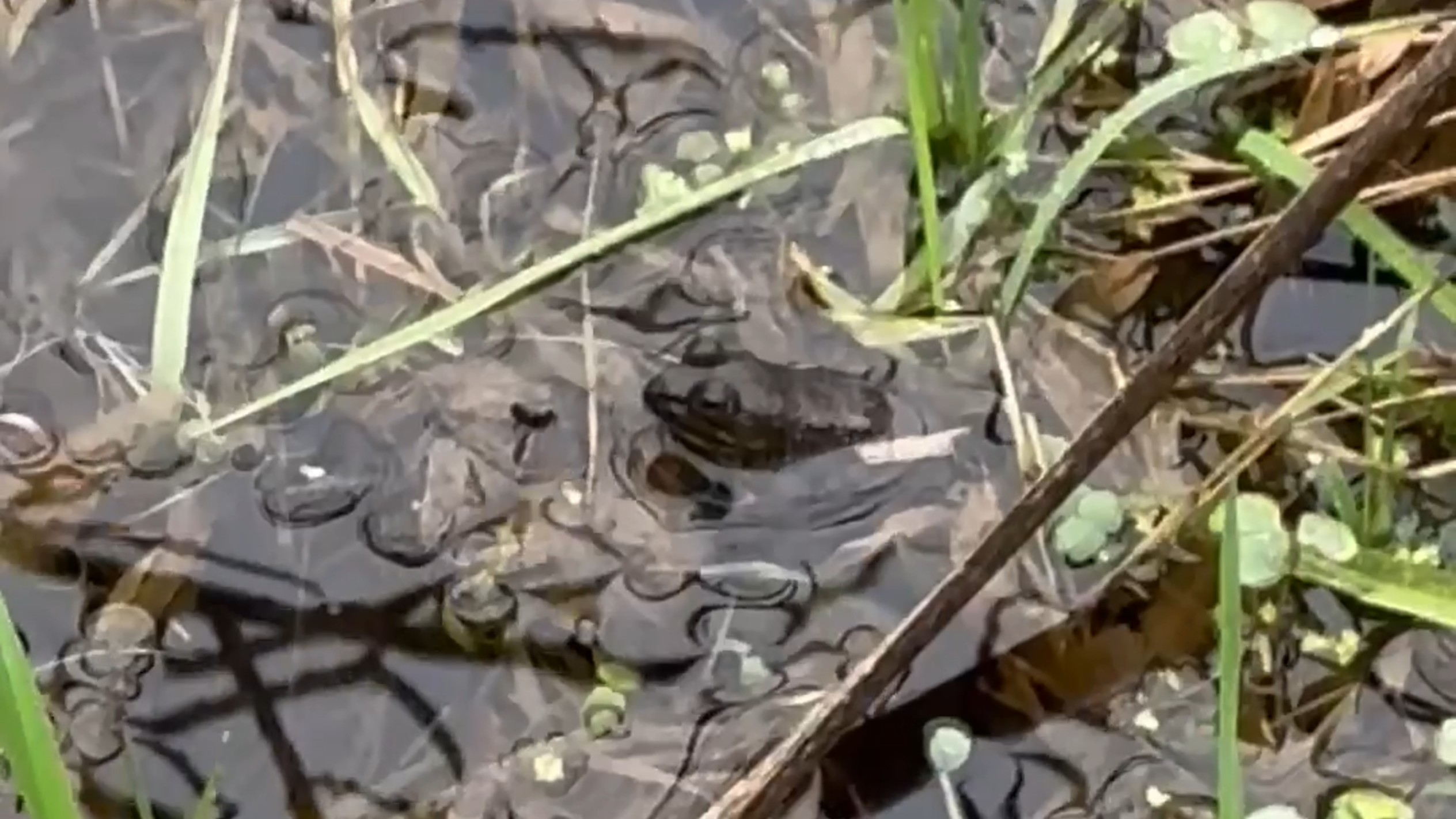 American bullfrog hunting at the Billy Frank Jr. Nisqually National Wildlife Refuge