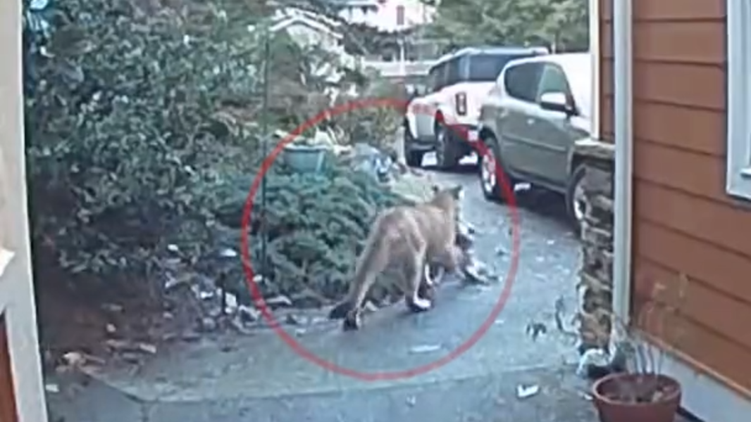 Sudden Valley resident chases cougar into tree after it attacked pet dog