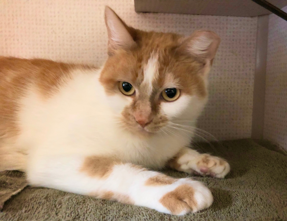 Pet Tales: Meet Sunny, a sweet cat looking for his forever home