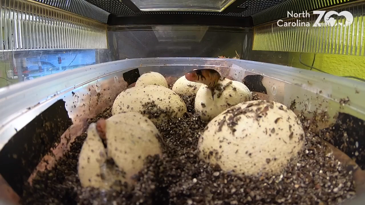 Watch curious baby snake slither out of egg as others peek out at North Carolina Zoo
