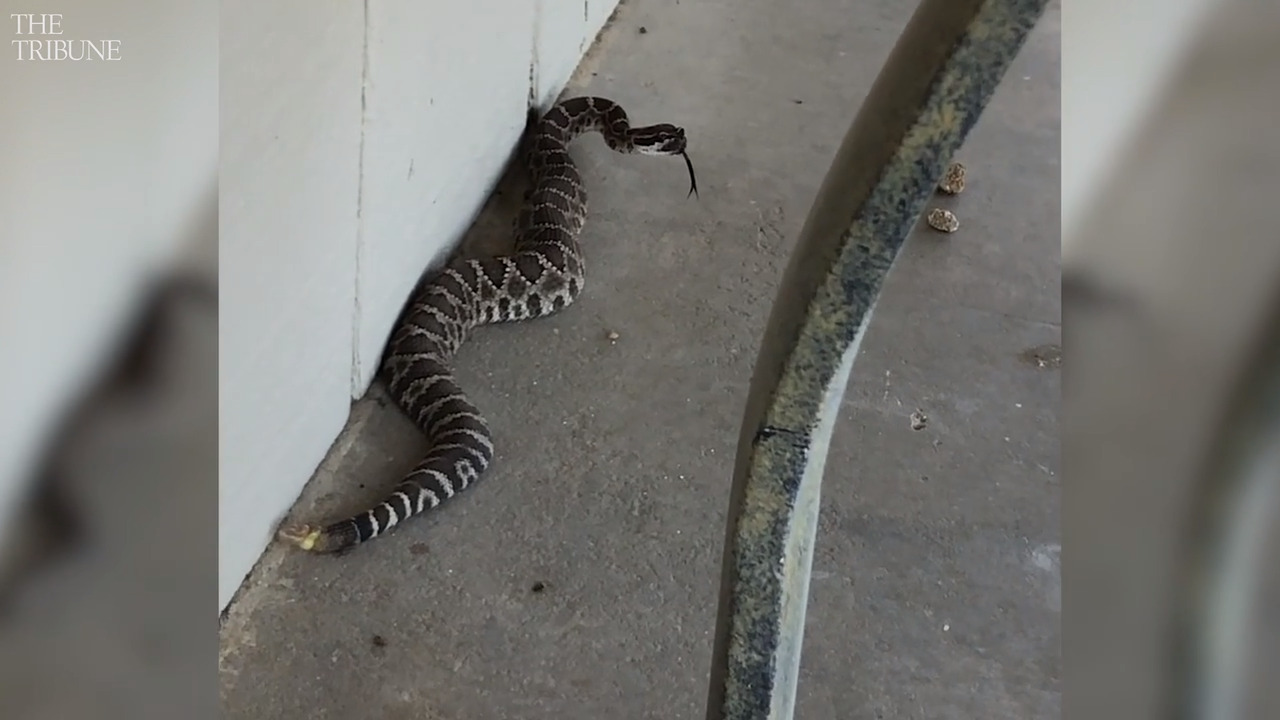 Rattlesnake visits San Miguel home