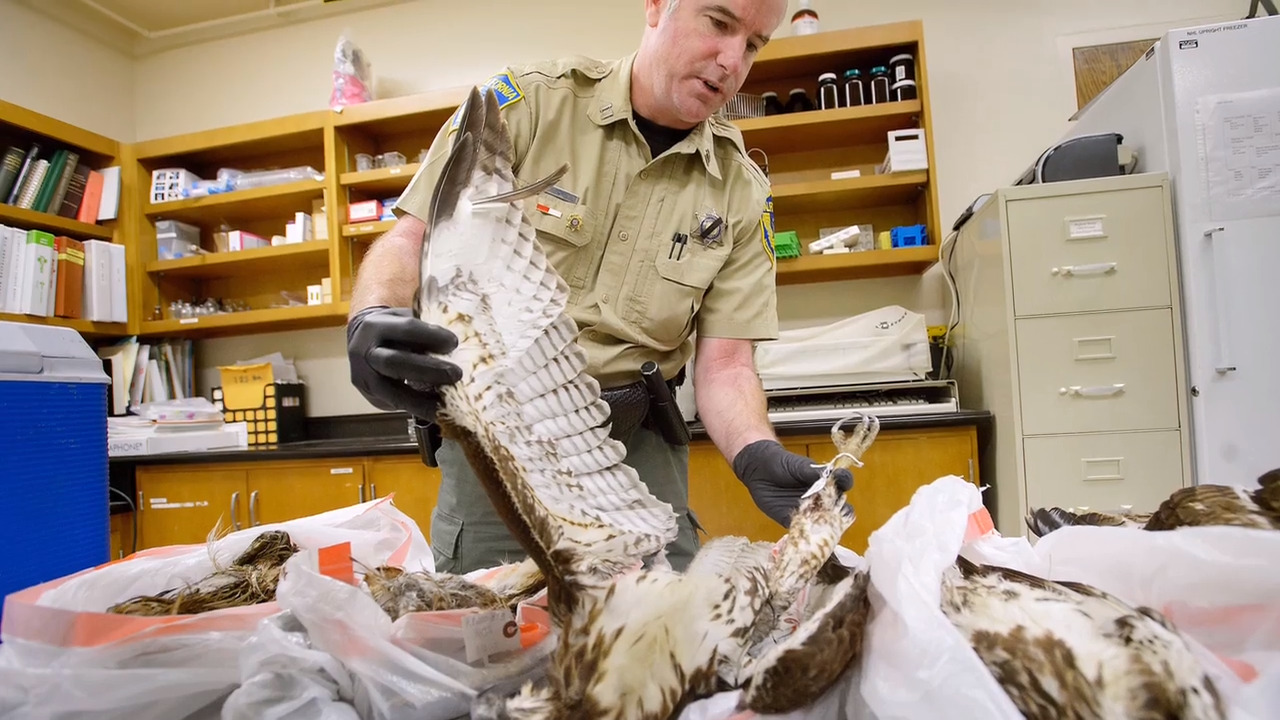 Man accused in one of California’s largest raptor poaching cases left hawk carcasses to rot