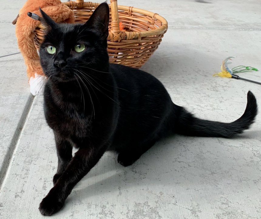 Pet Tales: Meet Big Boy and Little, best friends in search of a new home