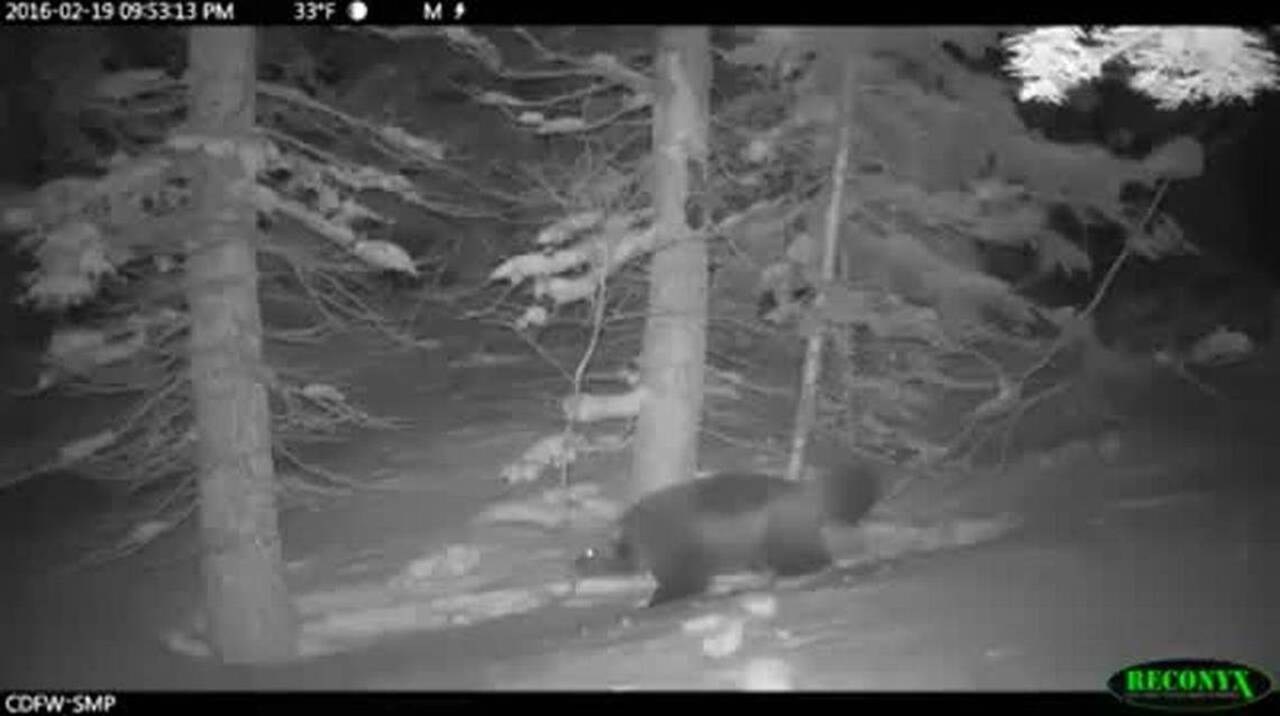 Here's a rare glimpse of what may be California's only known wolverine