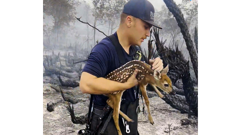 Firefighter rescues fawn while battling 500+ acre brush fire