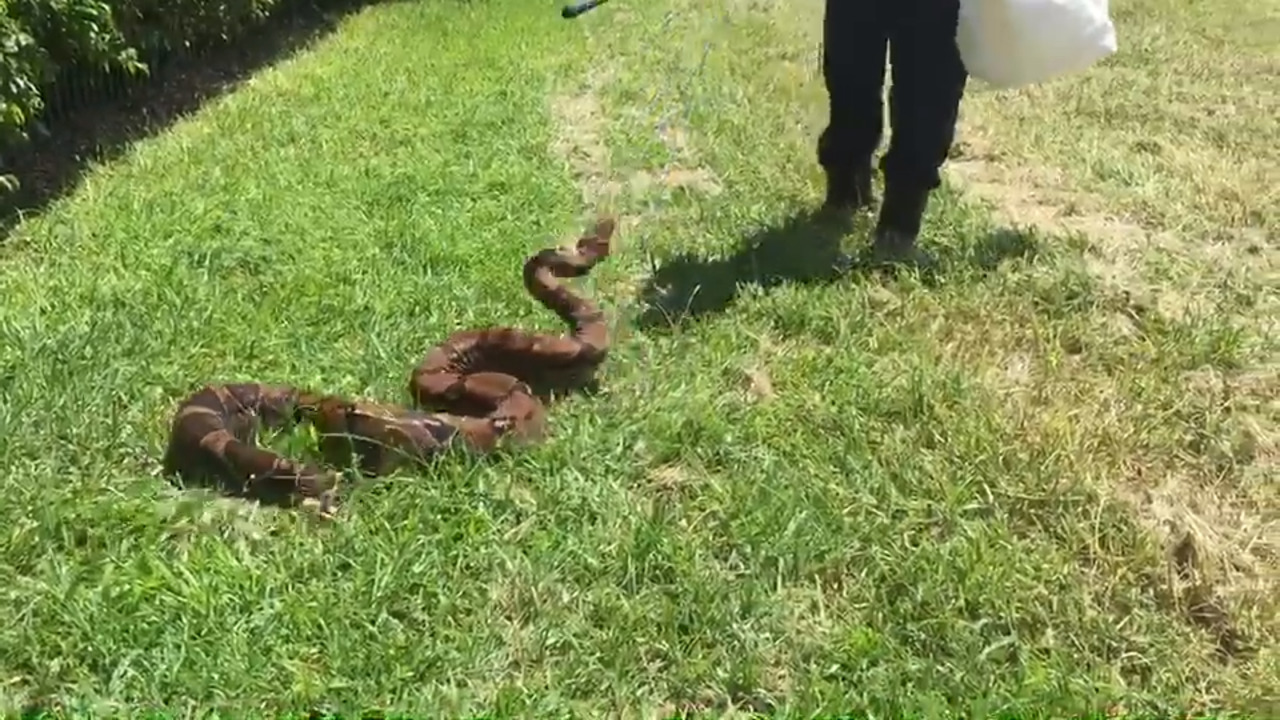 Red-tailed Boa Constrictor captured in Miami Lakes