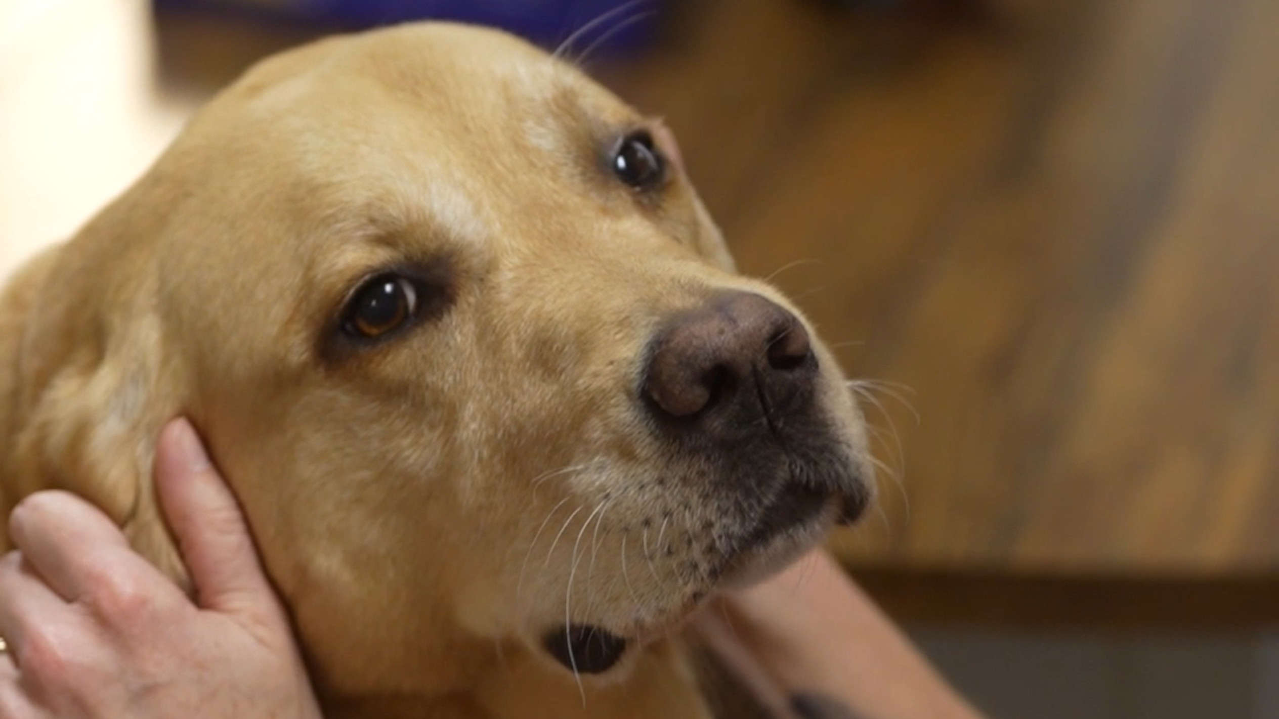 Meet Davie, the Whatcom County Courthouse dog providing comfort to crime victims
