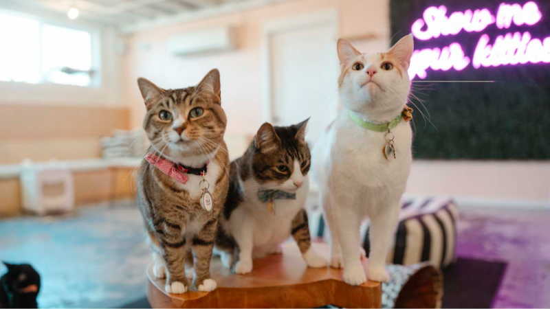 Get your feline fix at Neko Cat Café