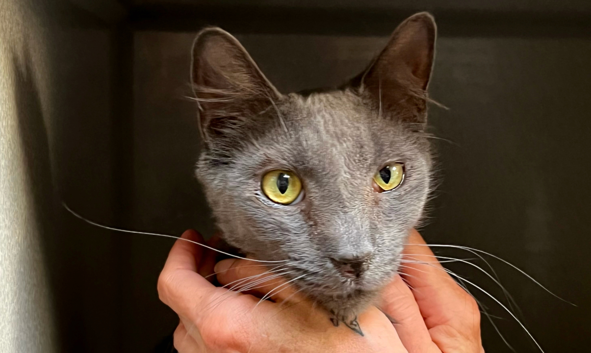 Pet Tales: Gil the cat is looking for a forever home