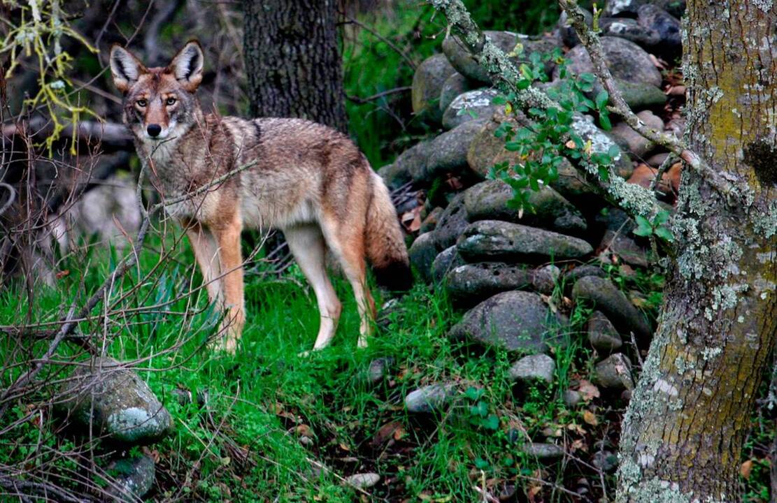 Coyote powerball: how coyote bounty program affects the deer population