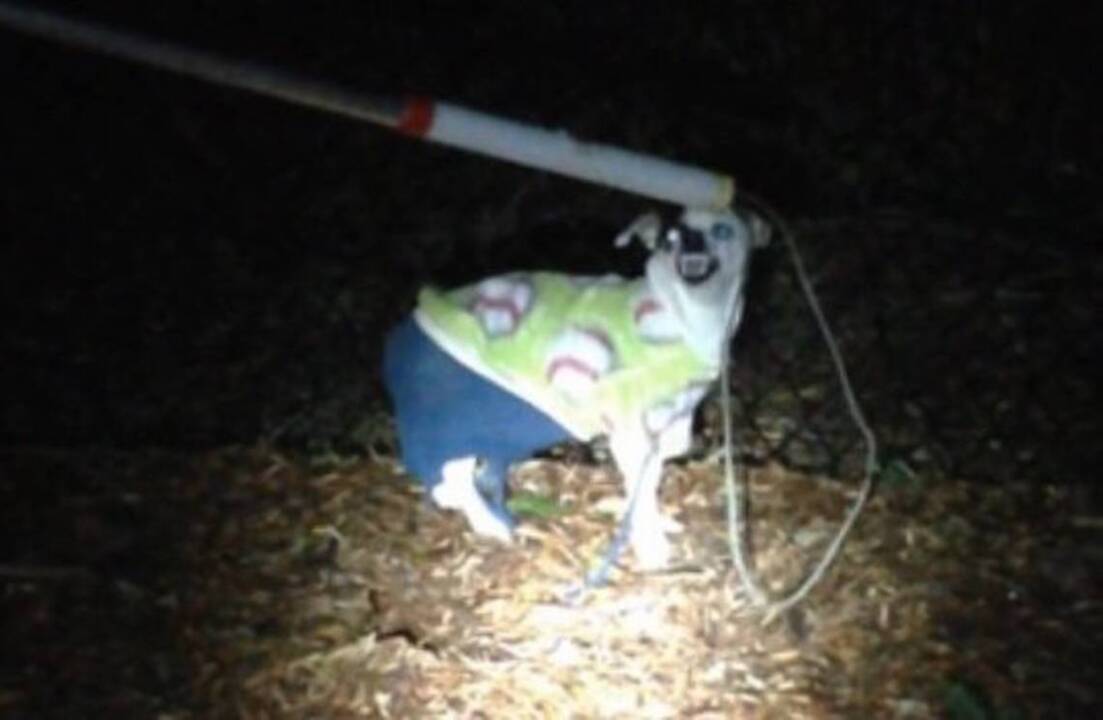Found: 1 ‘very angry’ dog wearing a Christmas sweater and clashing pants