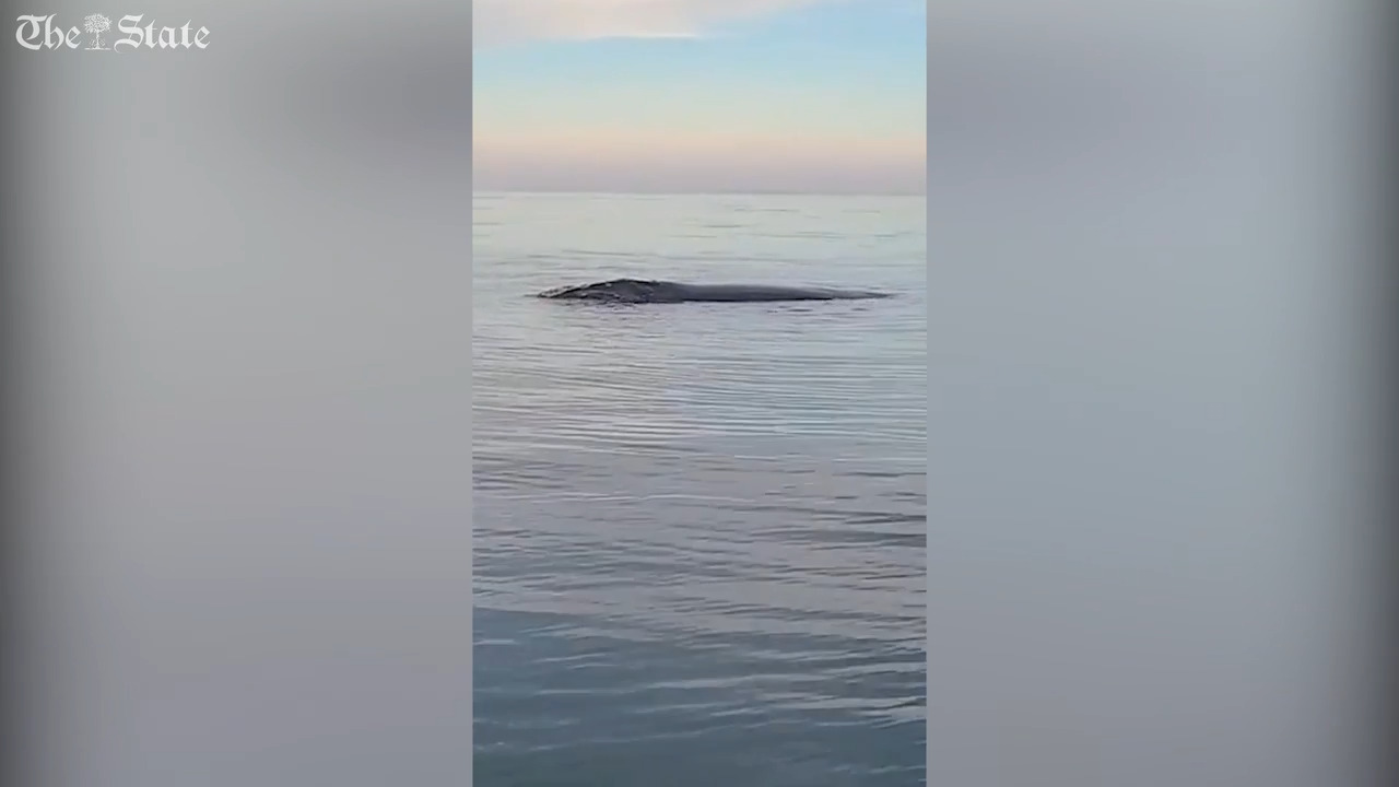 Watch as rare right whale and her calf surface near SC fishermen