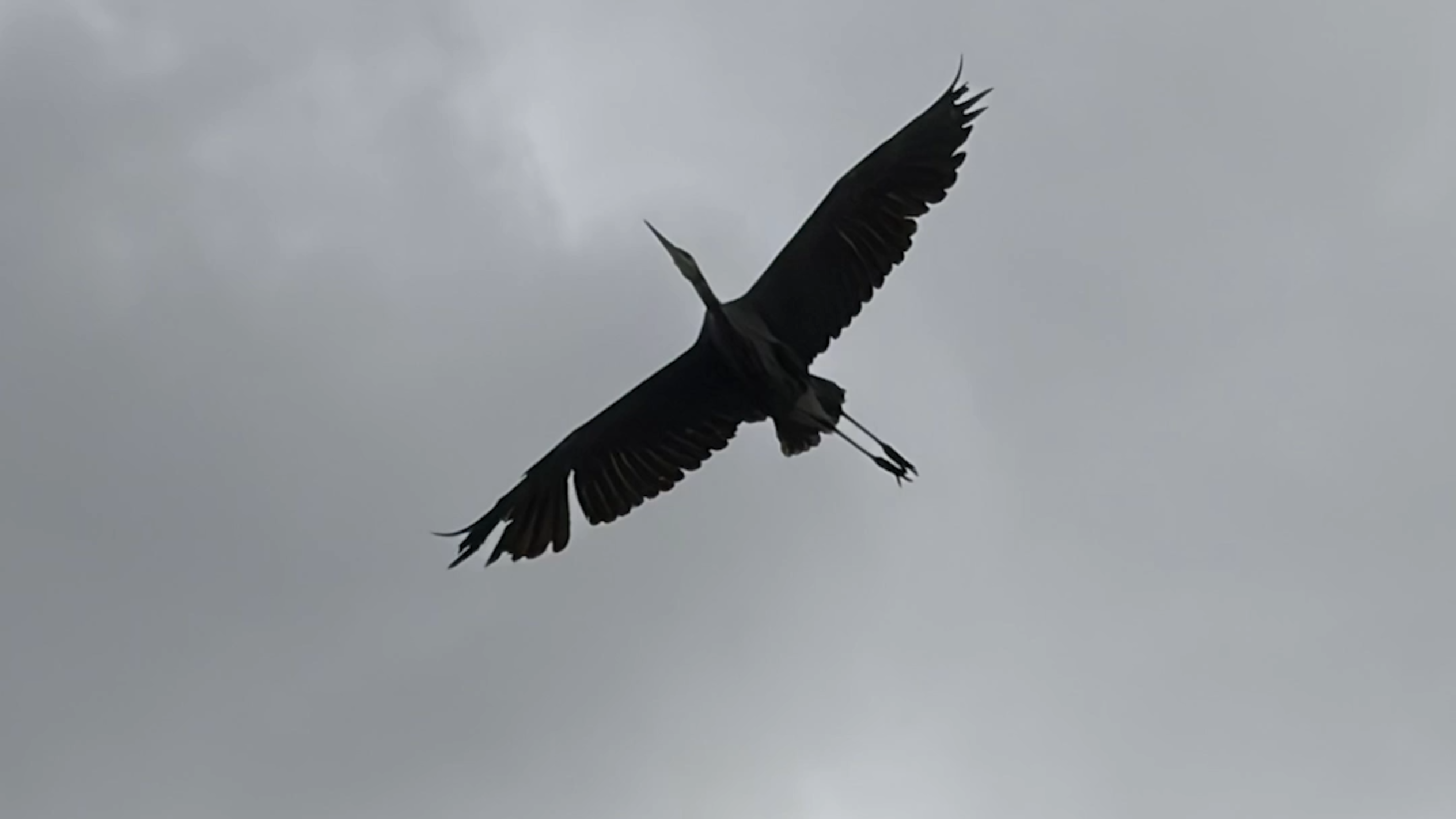 Heronry makes home near Olympia Farmers Market
