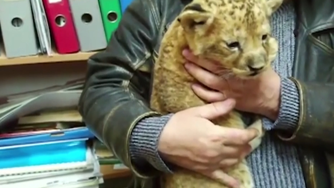 Lion cub discovered smuggled in van full of parrots