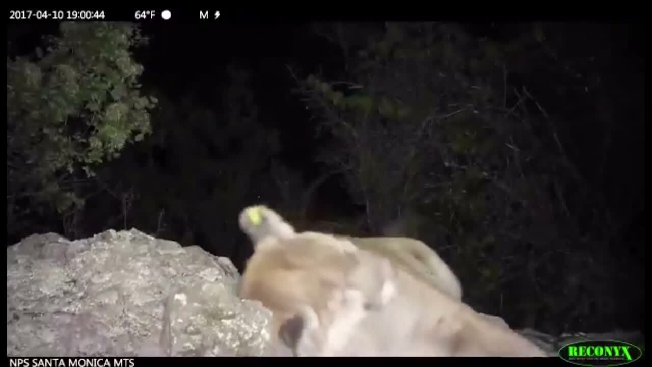 California mountain lion P-55 rubs its cheeks against a rock, possibly to mark territory