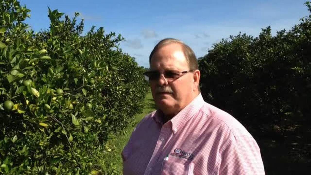Citrus disease could kill California industry if Congress slows research, growers warn
