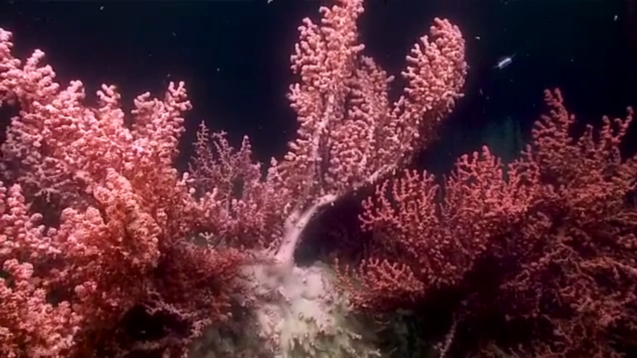 This ‘thriving’ bubblegum coral forest off the East Coast is hundreds of years old