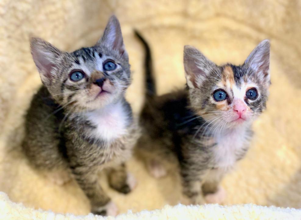 Pet Tales: These SLO County kitties need foster families